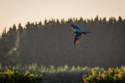 Bird flying against trees