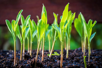 Close-up of fresh plants growing on field