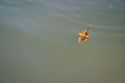 Dry leaf floating on water
