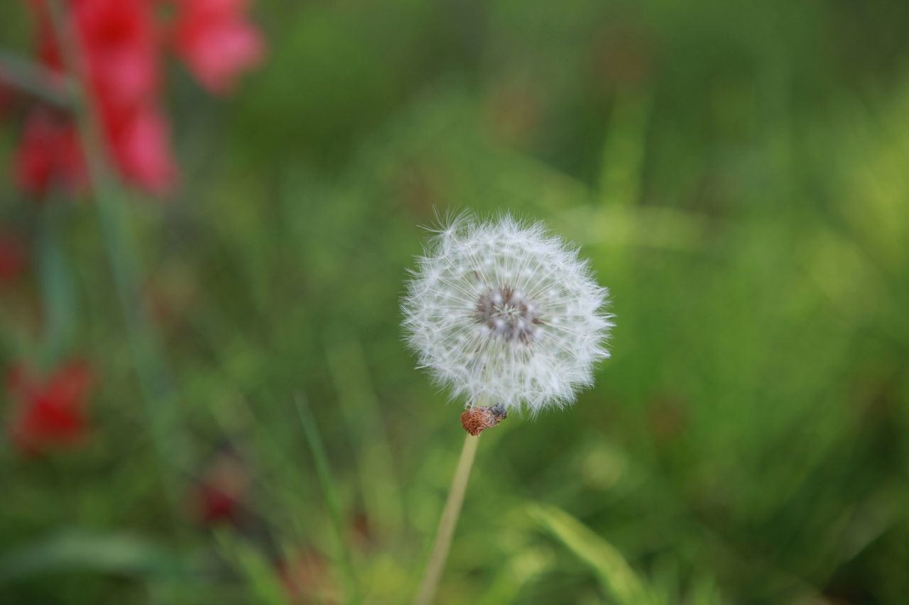 flower, freshness, growth, fragility, flower head, focus on foreground, beauty in nature, close-up, nature, dandelion, plant, stem, wildflower, petal, single flower, selective focus, blooming, in bloom, softness, uncultivated