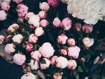 High angle view of pink flowering plants