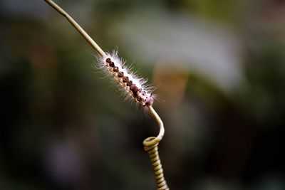 Close-up of tussock moth caterpillar  on plant