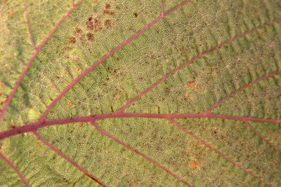 Full frame shot of leaf