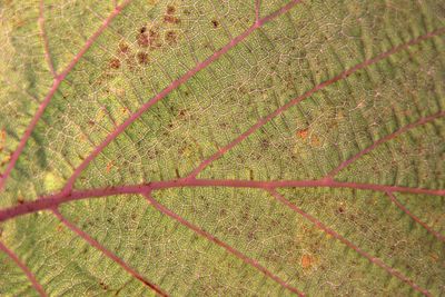 Full frame shot of leaf