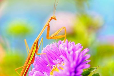 Close-up of insect on pink flower