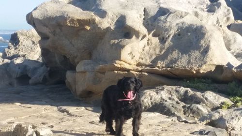 Dog standing on rock against sky