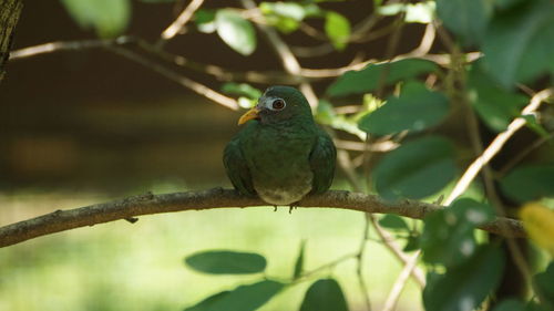 Close-up of bird perching on branch