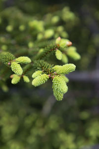 Close-up of fresh green flower buds