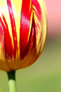 Close-up of yellow flower