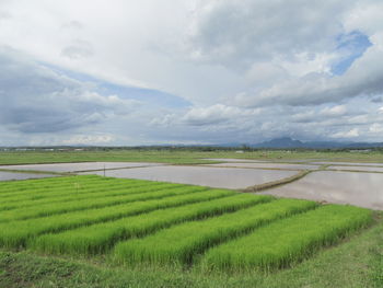 Scenic view of rice field against sky