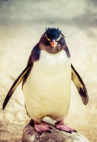 Close-up of bird perching on wood