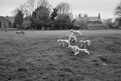 Horses on field