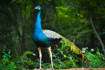 Close-up of a bird in a forest