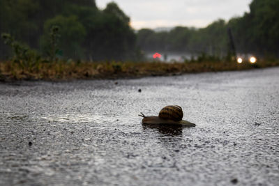 View of duck swimming in lake