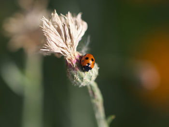 Close-up of ladybug on flower