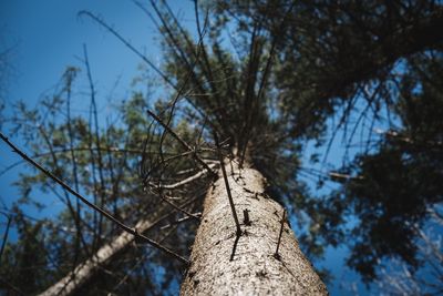 Low angle view of trees against sky