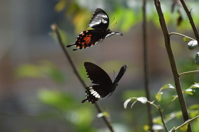 Close-up of butterfly pollinating on flower