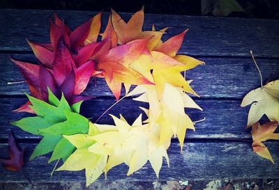 Close-up of maple leaves