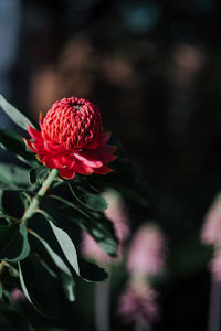 Close-up of red flower