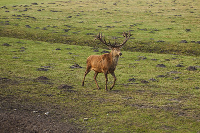 Deer standing on field