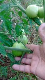 Close-up of woman hand holding apple in field