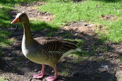 Duck on field