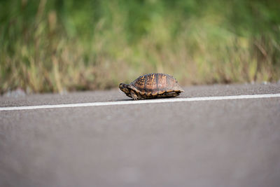 Close-up of lizard on the road