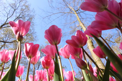 Low angle view of pink tulips blooming on field