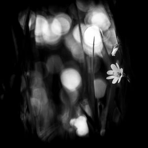 Close-up of illuminated flower against blurred background