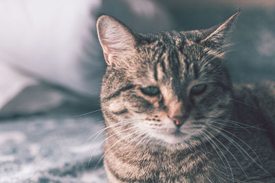 Close-up of cat looking away