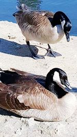 Close-up of bird