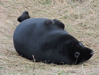 Close-up of black horse on field