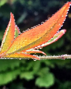 Close-up of water drops on leaf