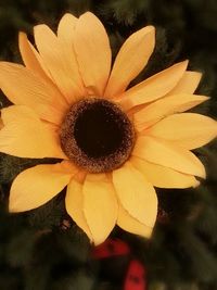 Close-up of flower blooming outdoors