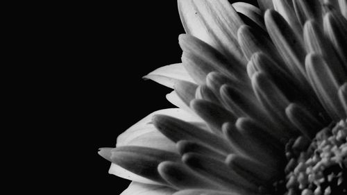 Close-up of flower over black background
