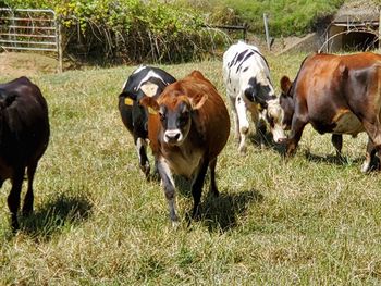 Cows in a field