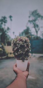 Close-up of hand holding plant