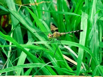 Close-up of insect on grass