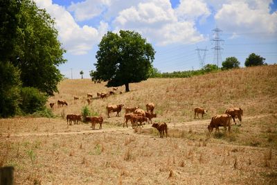 Horses in a field