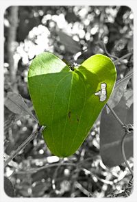 Close-up of leaves