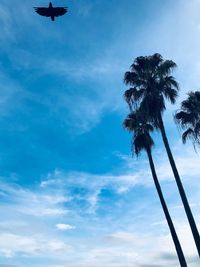 Low angle view of silhouette coconut palm tree against sky