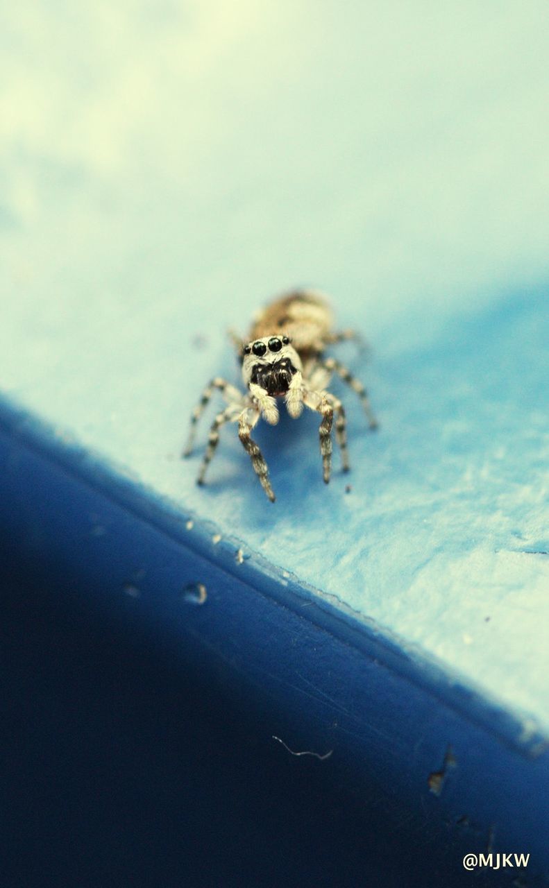 animal themes, one animal, animals in the wild, insect, spider, animal wildlife, wildlife, selective focus, jumping spider, no people, close-up, day, bee, outdoors, nature