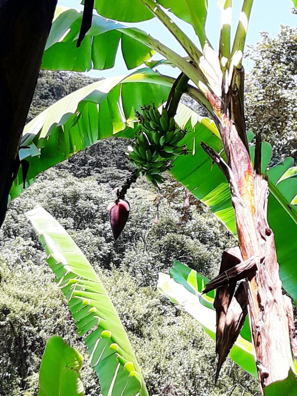 BIRD PERCHING ON TREE