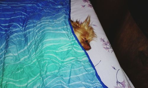 High angle view of dog resting on swimming pool