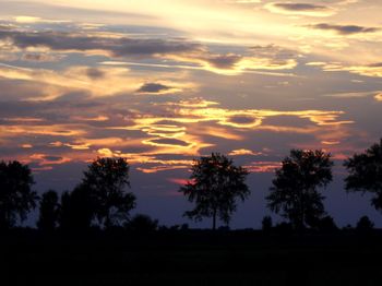 Silhouette of trees at sunset