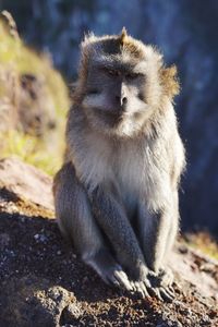 Portrait of a monkey by dawn. sitting calm in the sun.