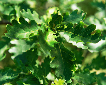 Close-up of green leaves