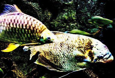 Close-up of fish in aquarium