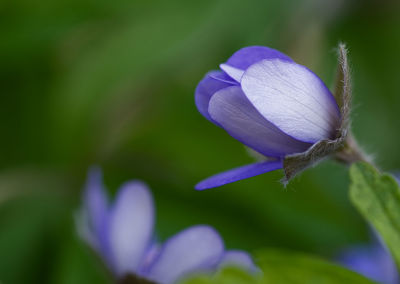 Close-up of purple crocus flower