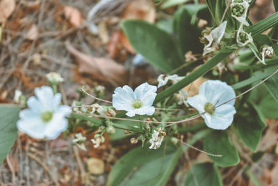 Close-up of white flowering plant